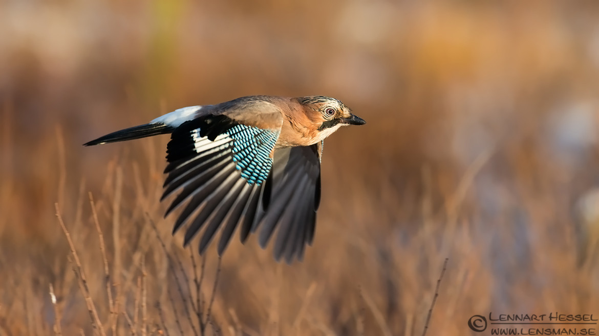 Eurasian Jay, photo from Kalvträsk. National Geographic wild bird