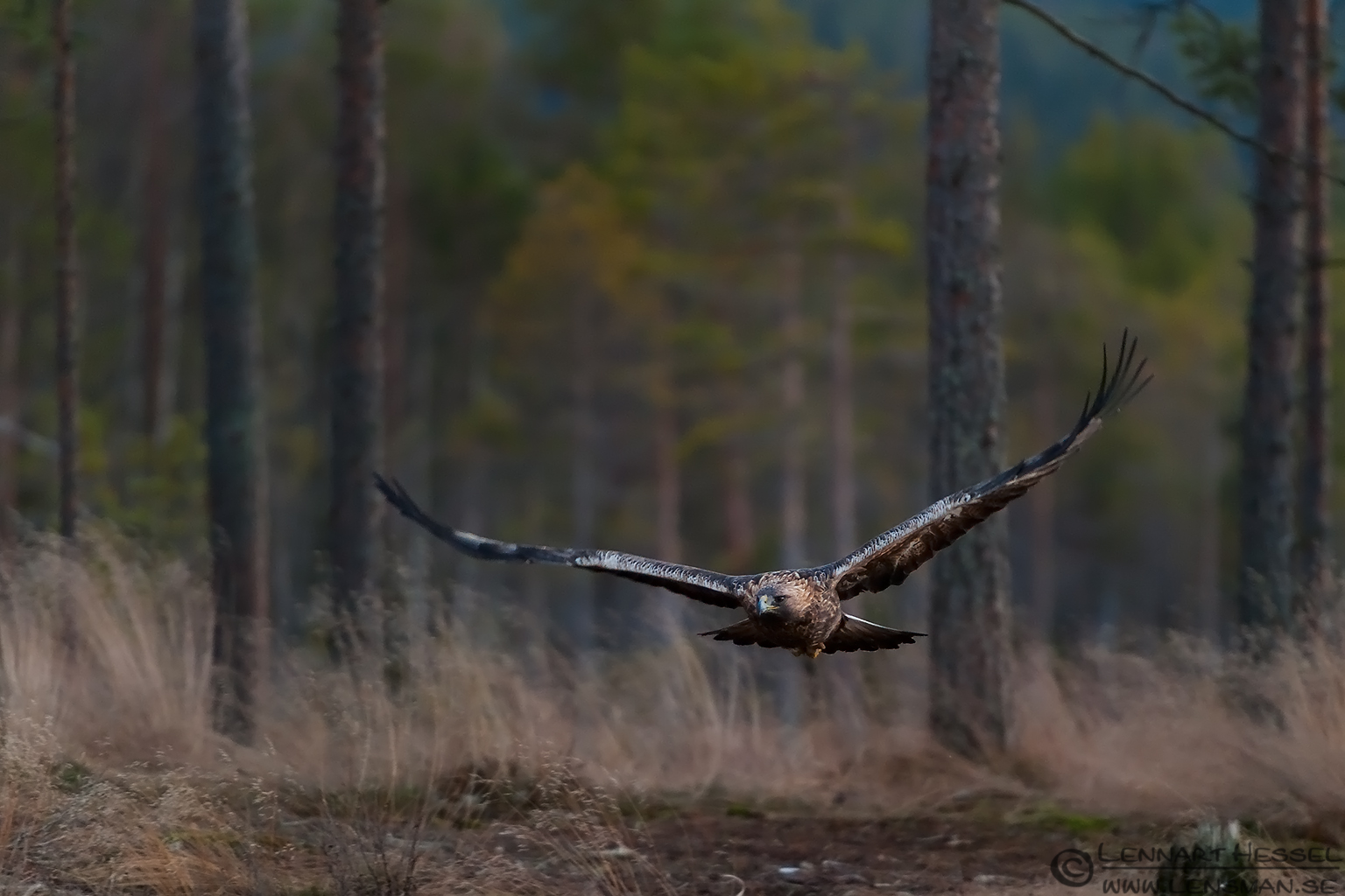 Golden Eagle in flight, photo of a wild bird in Kalvträsk