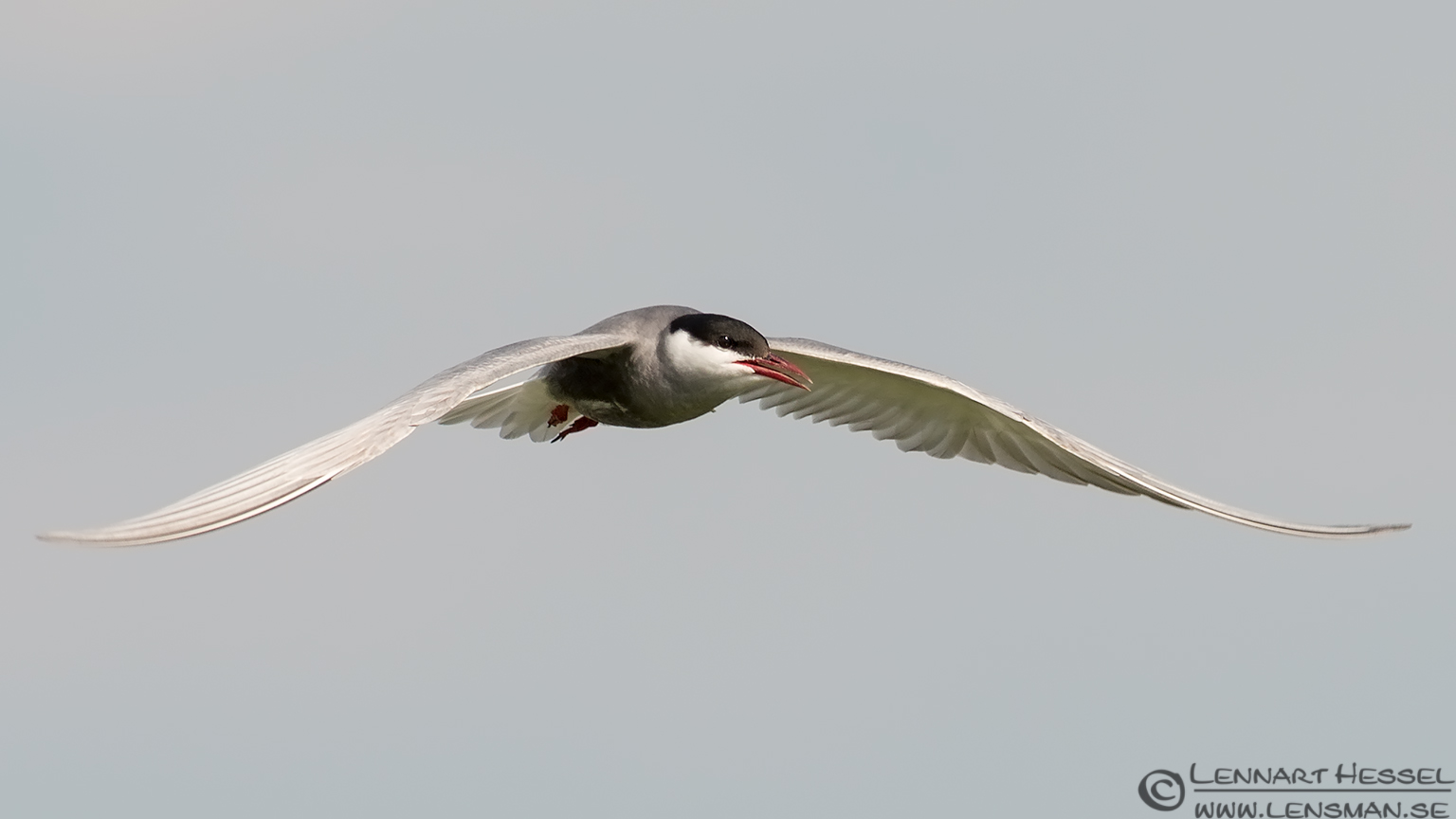 120614 Whiskered Tern flight Whiskered Tern flight