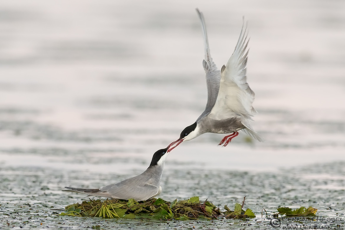 Whiskered Tern kiss National Geographic wild bird