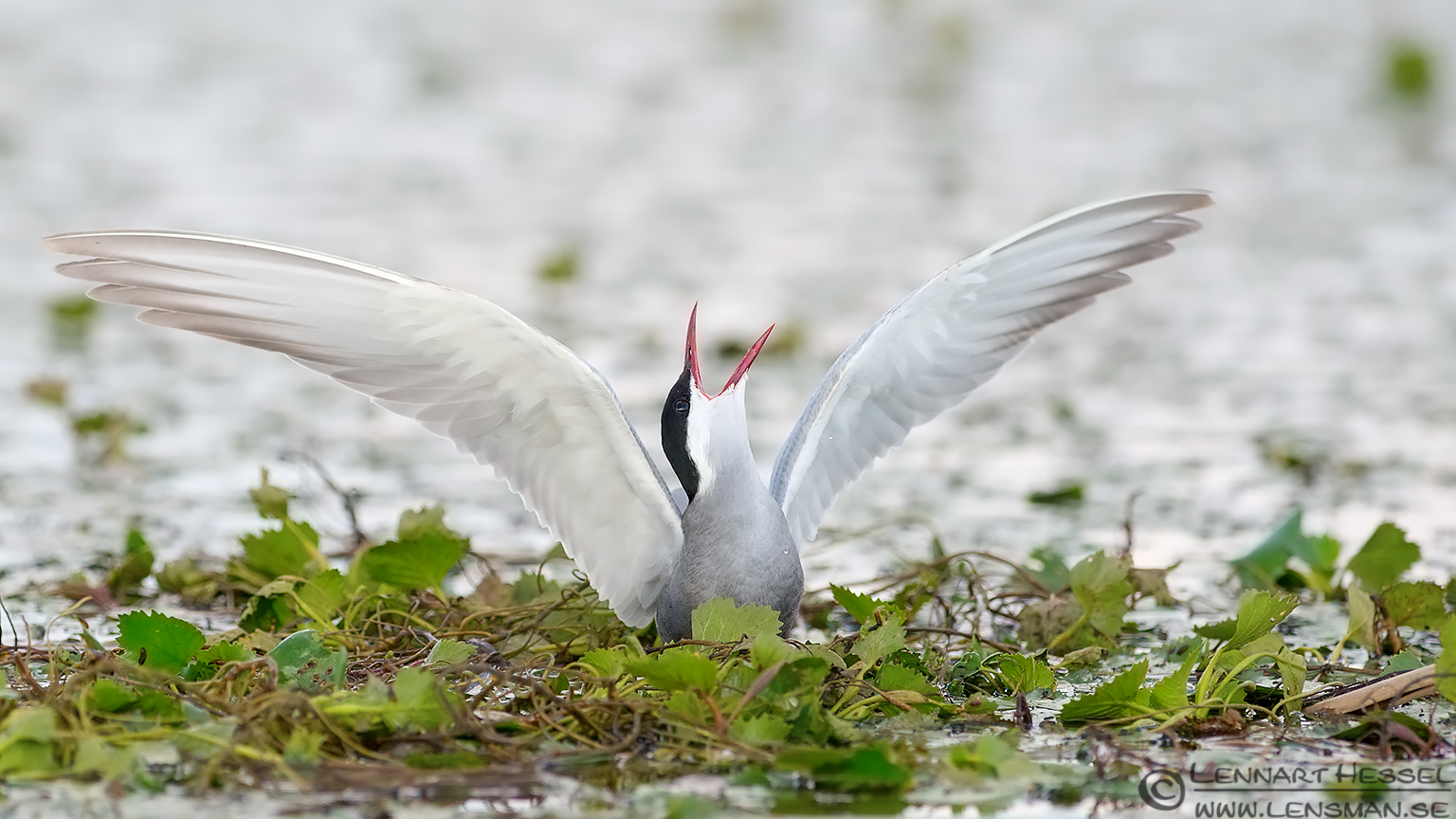 120614 Whiskered Tern scream Whiskered Tern scream