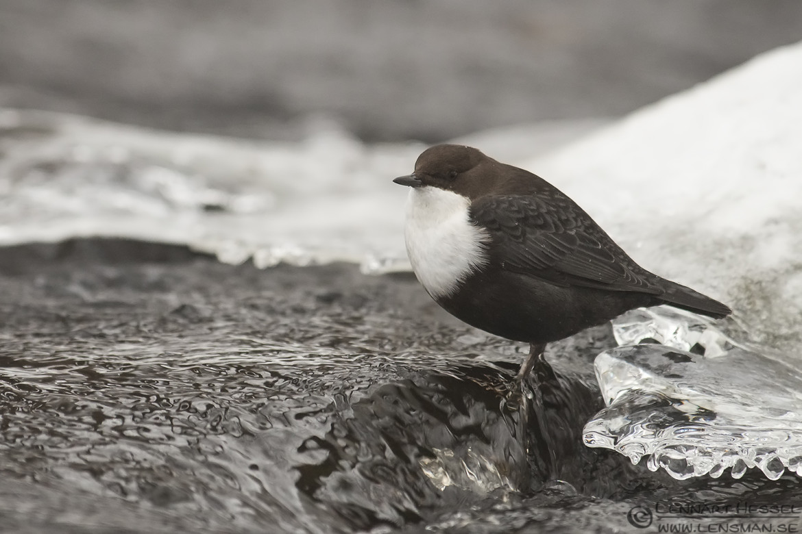 White-throated Dipper in Mölndal