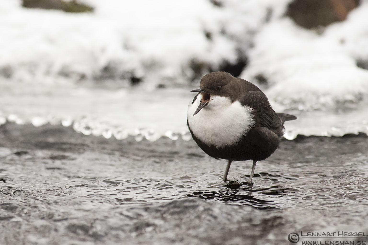 White-throated Dipper calling in Mölndal