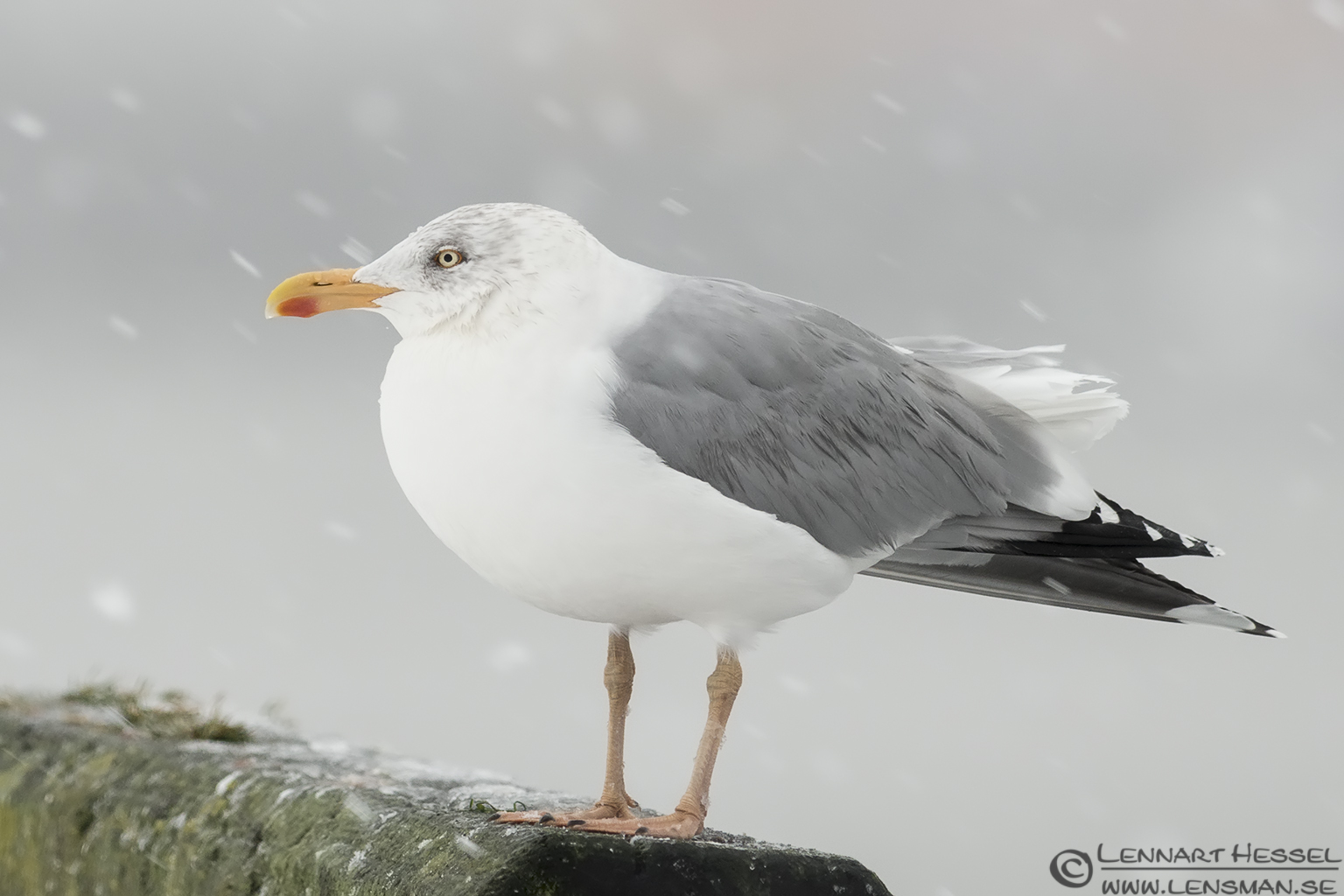 121215 European Herring Gull adult Adult European Herring Gull, winter photo from the Fish Harbor