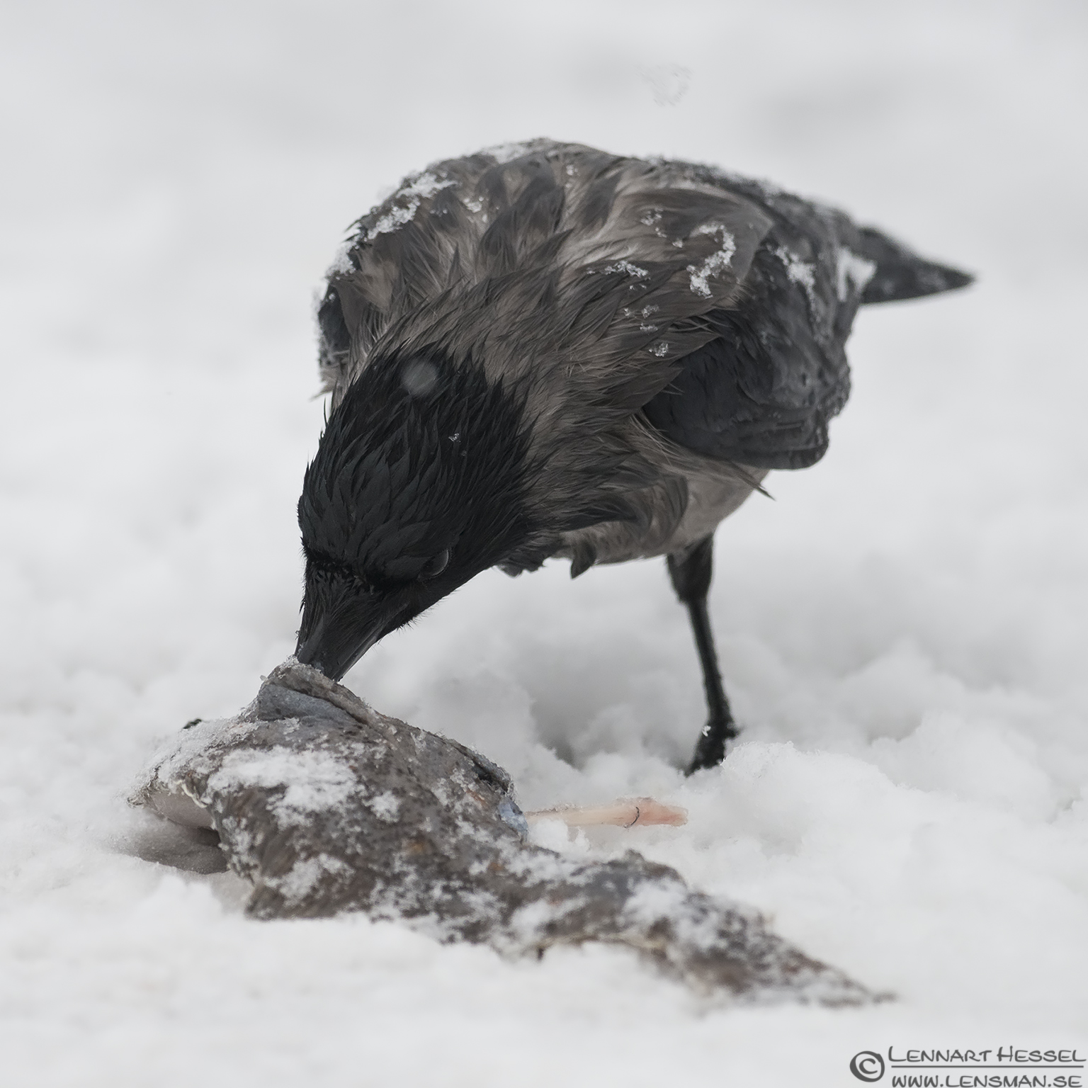 121215 Hooded Crow eating Hooded Crow, winter photo from the Fish Harbor