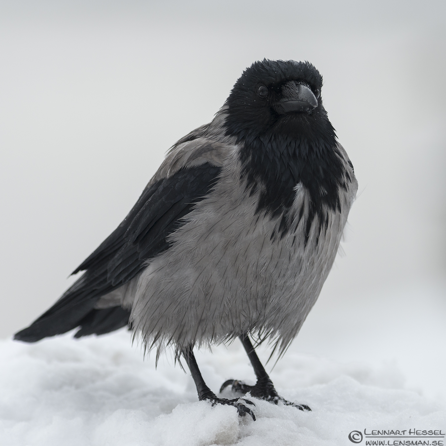 121215 Hooded Crow Hooded Crow, winter photo from the Fish Harbor