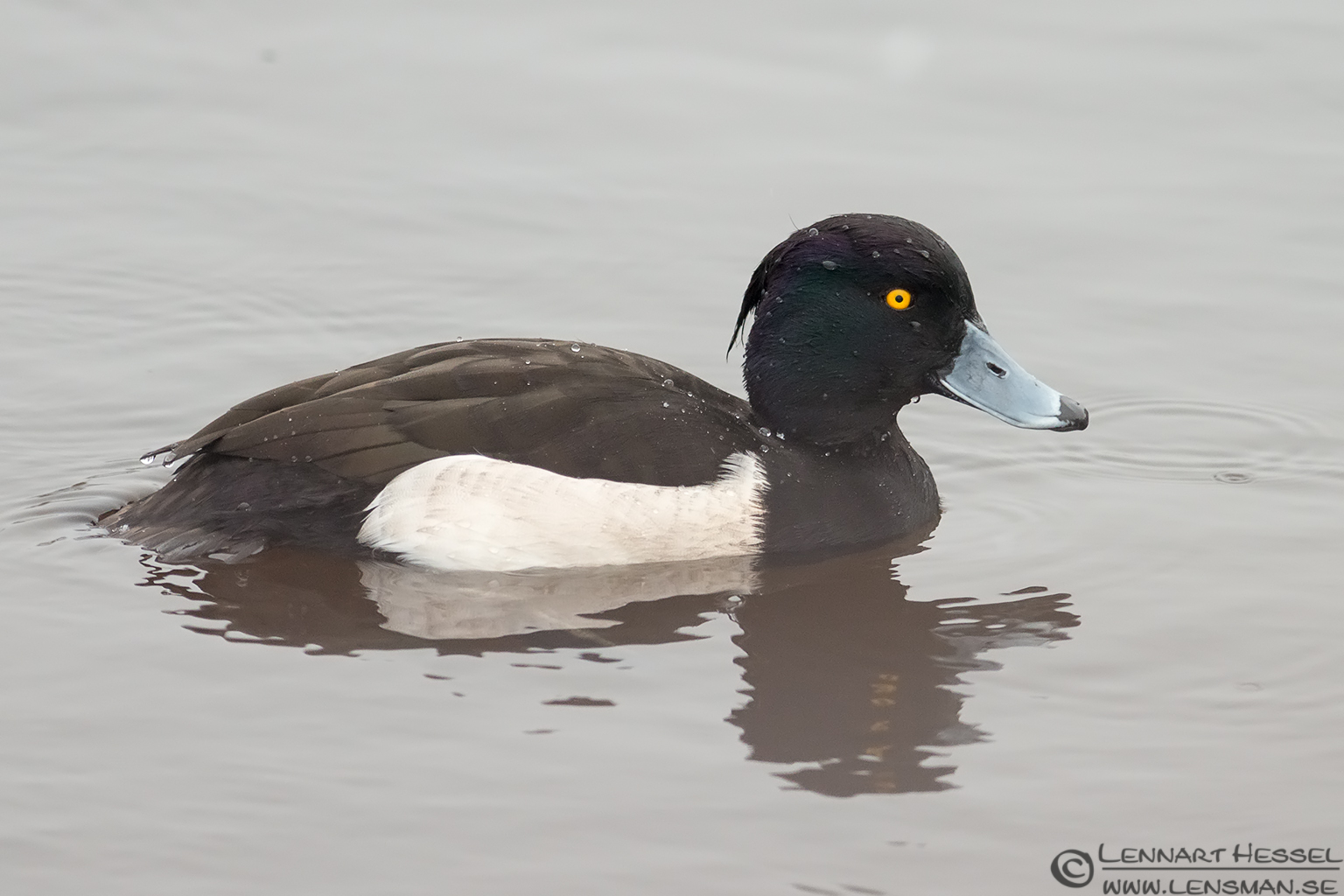 121215 Tufted Duck Tufted Duck photo at the mouth of Säven in the winter