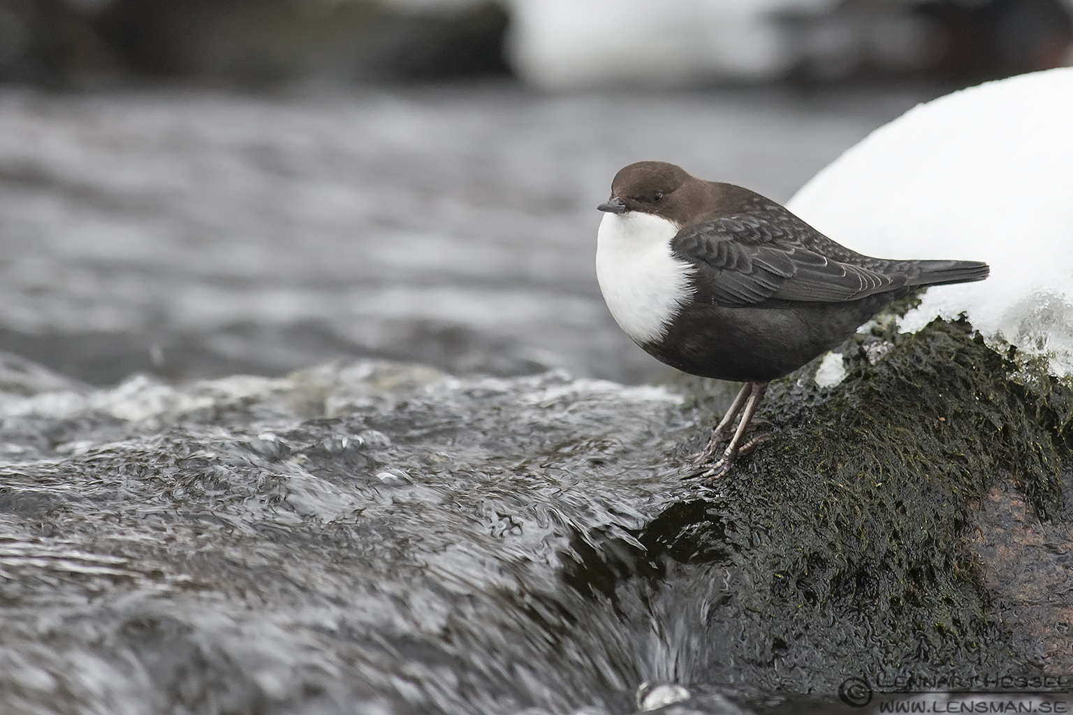 121215 White-throated Dipper water fall White-throated Dipper photo at winter