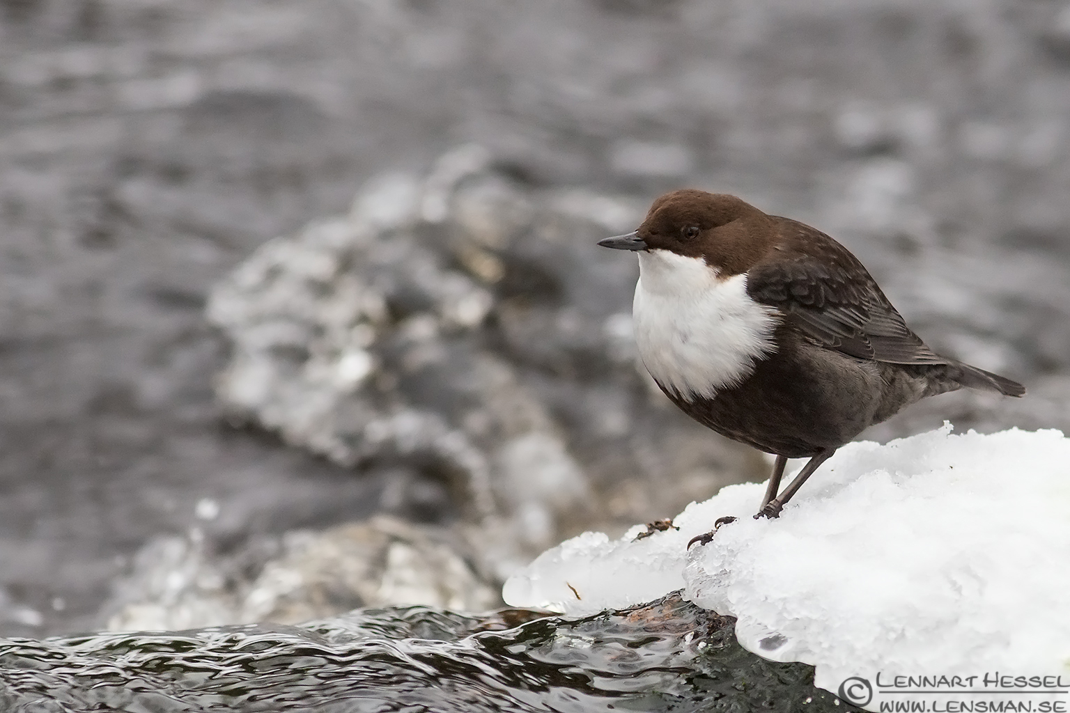 121215 White-throated Dipper ated Dipper photo at winter