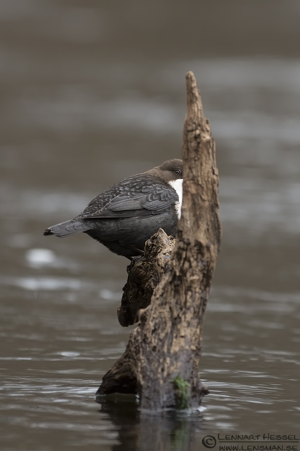 121223 Whiite-throated Dipper peeking White-throated Dipper at Jonsered