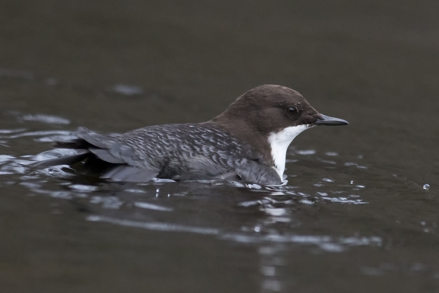 121223 White-throated Dipper food searching White-throated Dipper at Jonsered