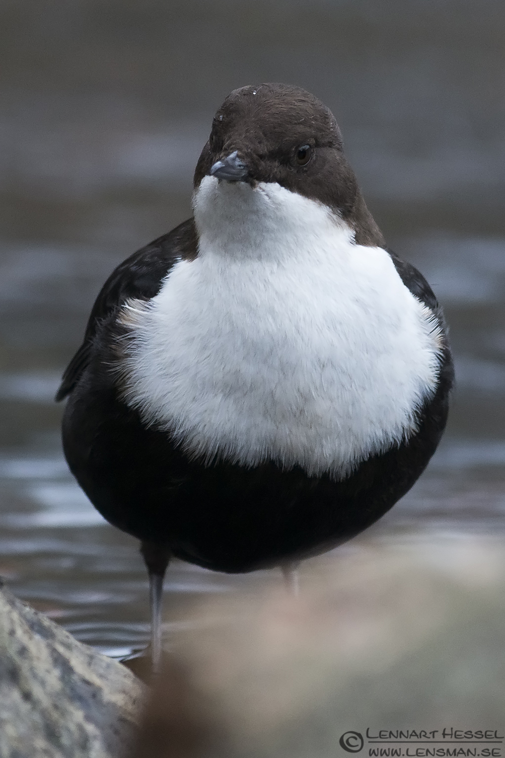 121223 White-throated Dipper looking White-throated Dipper at Jonsered