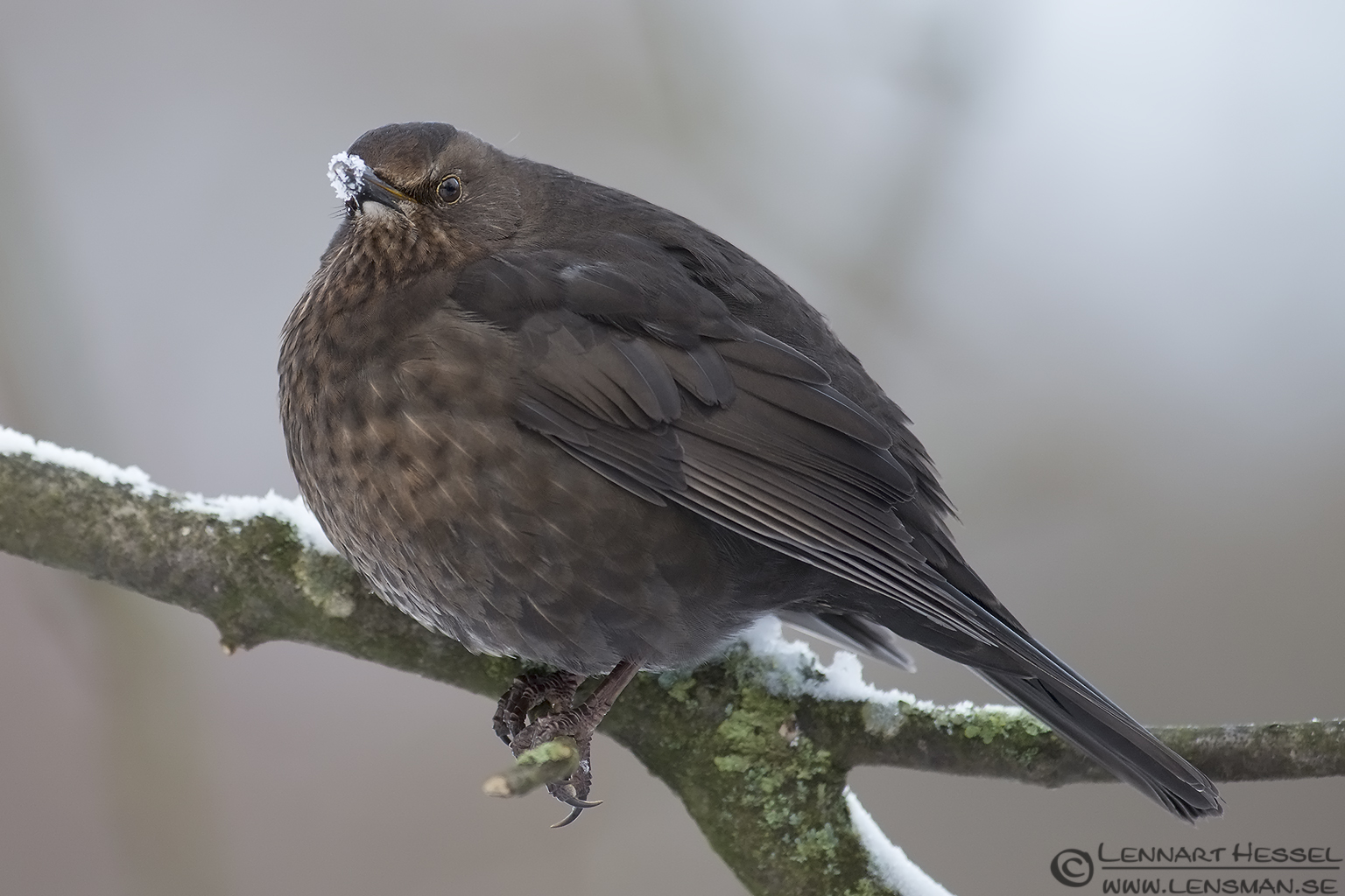 121224 Common Blackbird female Common Blackbird female photo from Slottskogen on Christmas Eve