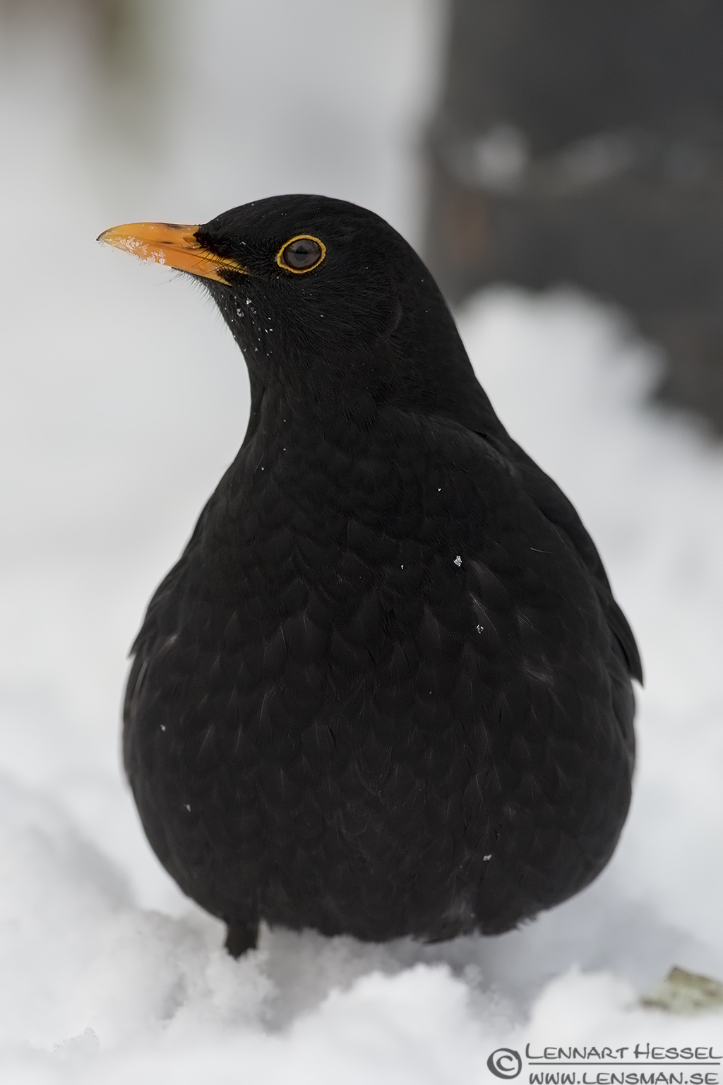 121224 Common Blackbird male Common Blackbird male photo from Slottskogen on Christmas Eve