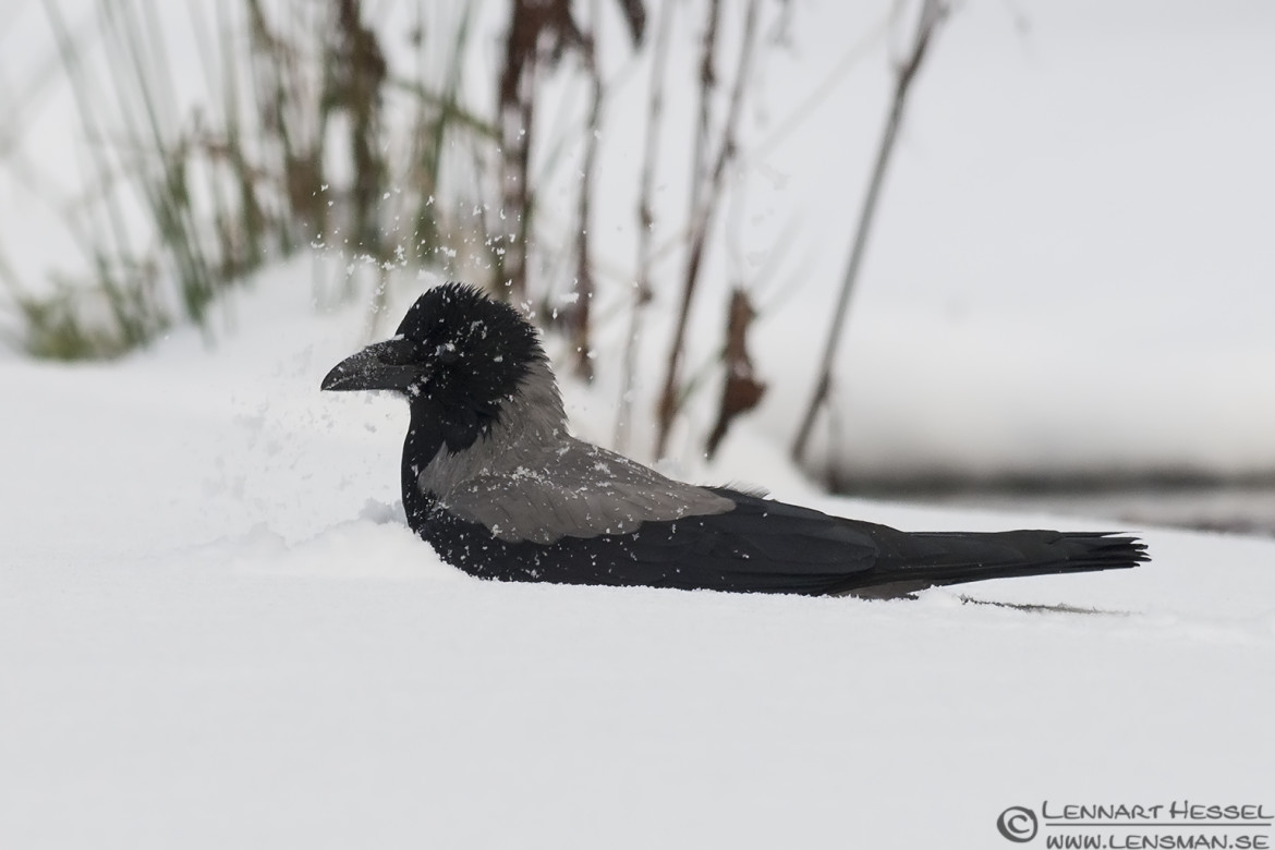 Hooded Crow washing photo from Slottskogen on Christmas Eve