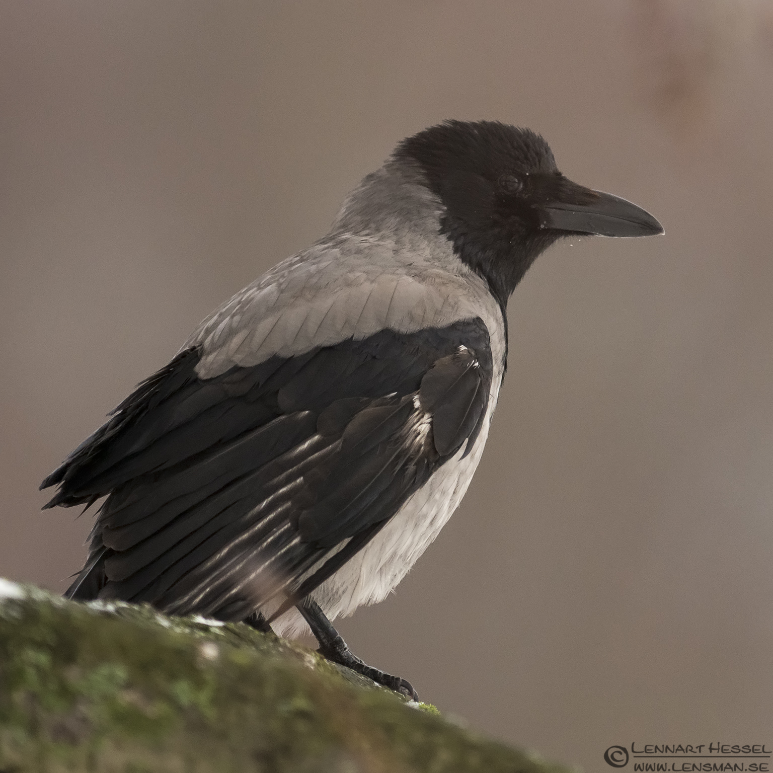 121224 Hooded Crow Hooded Crow photo from Slottskogen on Christmas Eve