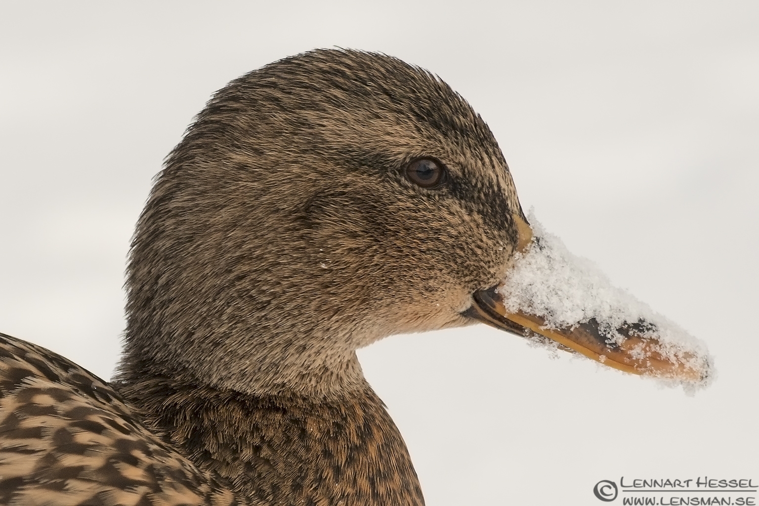 121224 Mallard Duck female Mallard Duck female photo from Slottskogen on Christmas Eve