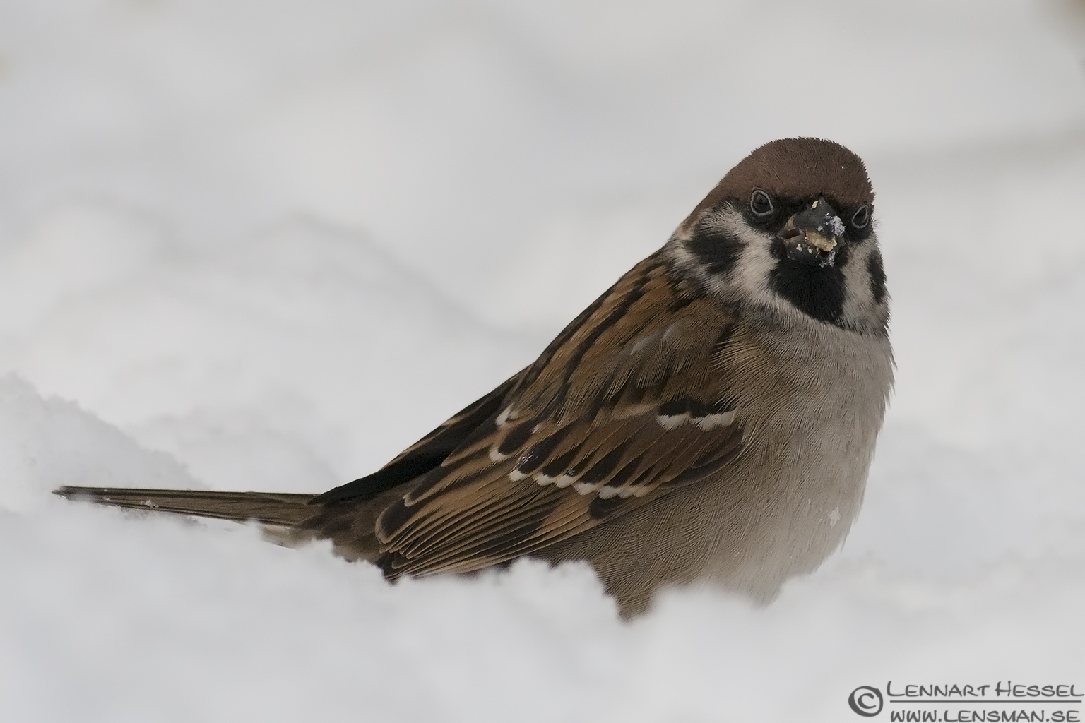 121224 Tree Sparrow Tree Sparrow photo from Slottskogen on Christmas Eve