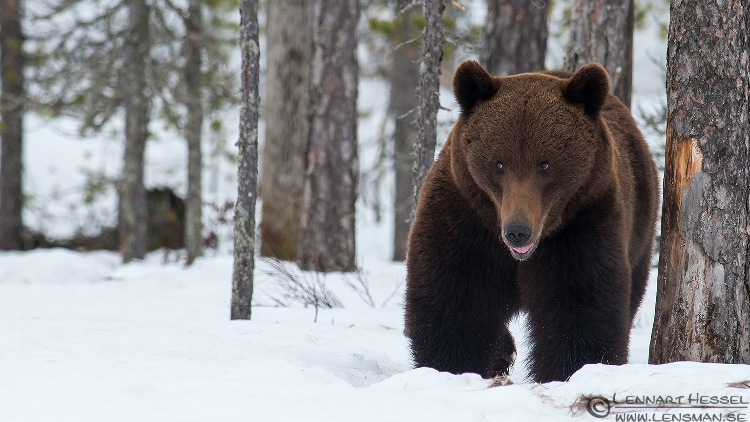 Brown Bear seen in Aftonbladet
