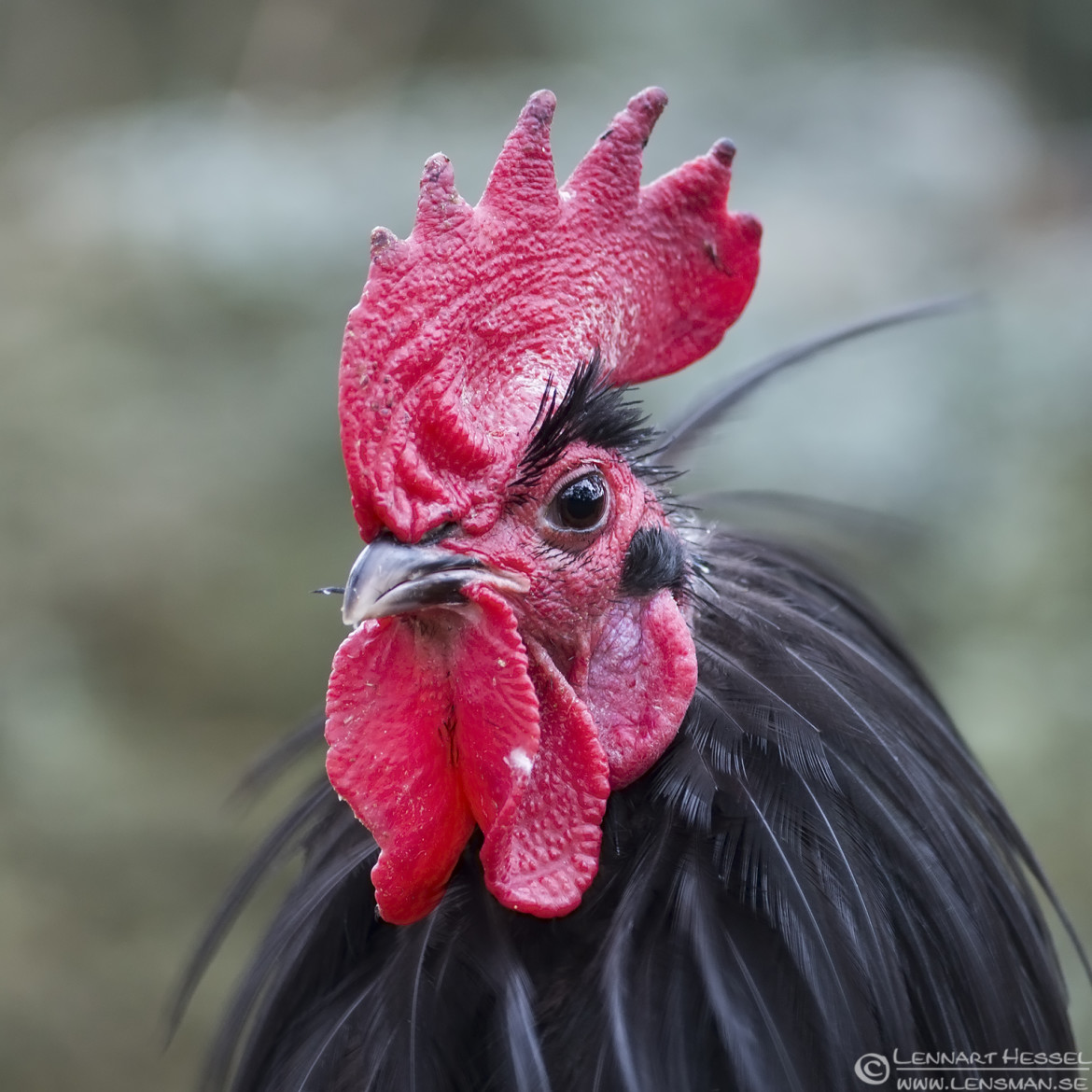 Black Hen, Slottskogen New Year Day