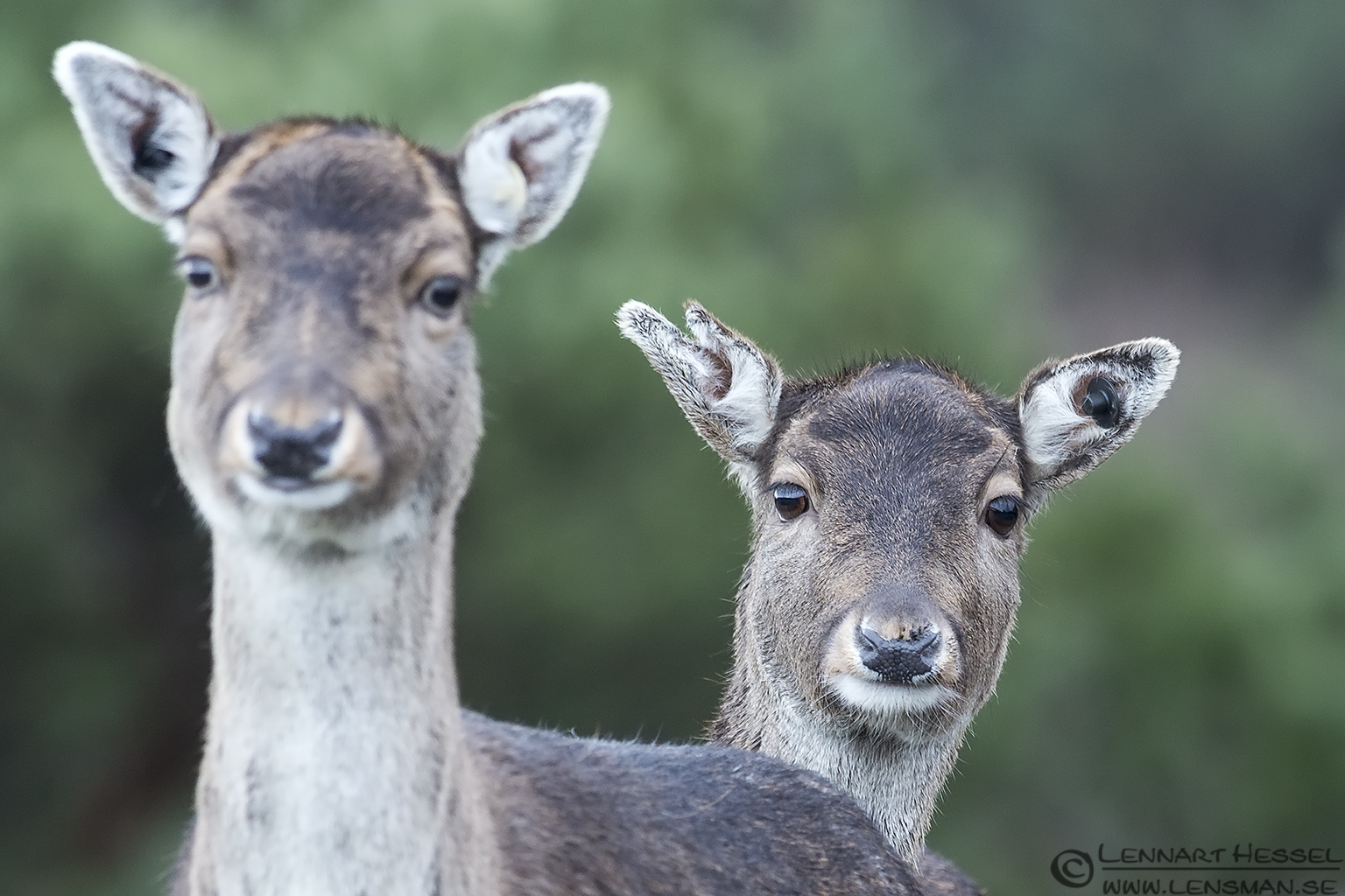 Fallow Deer, Slottskogen New Year's Day