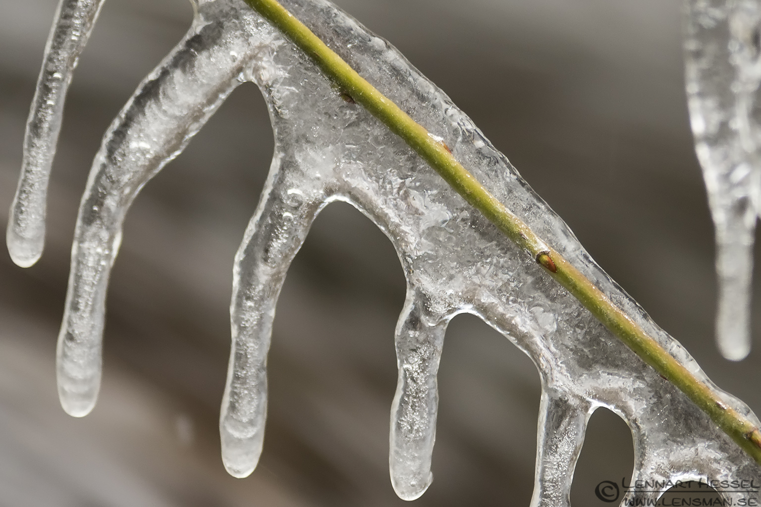 Icy conditions along Säveån