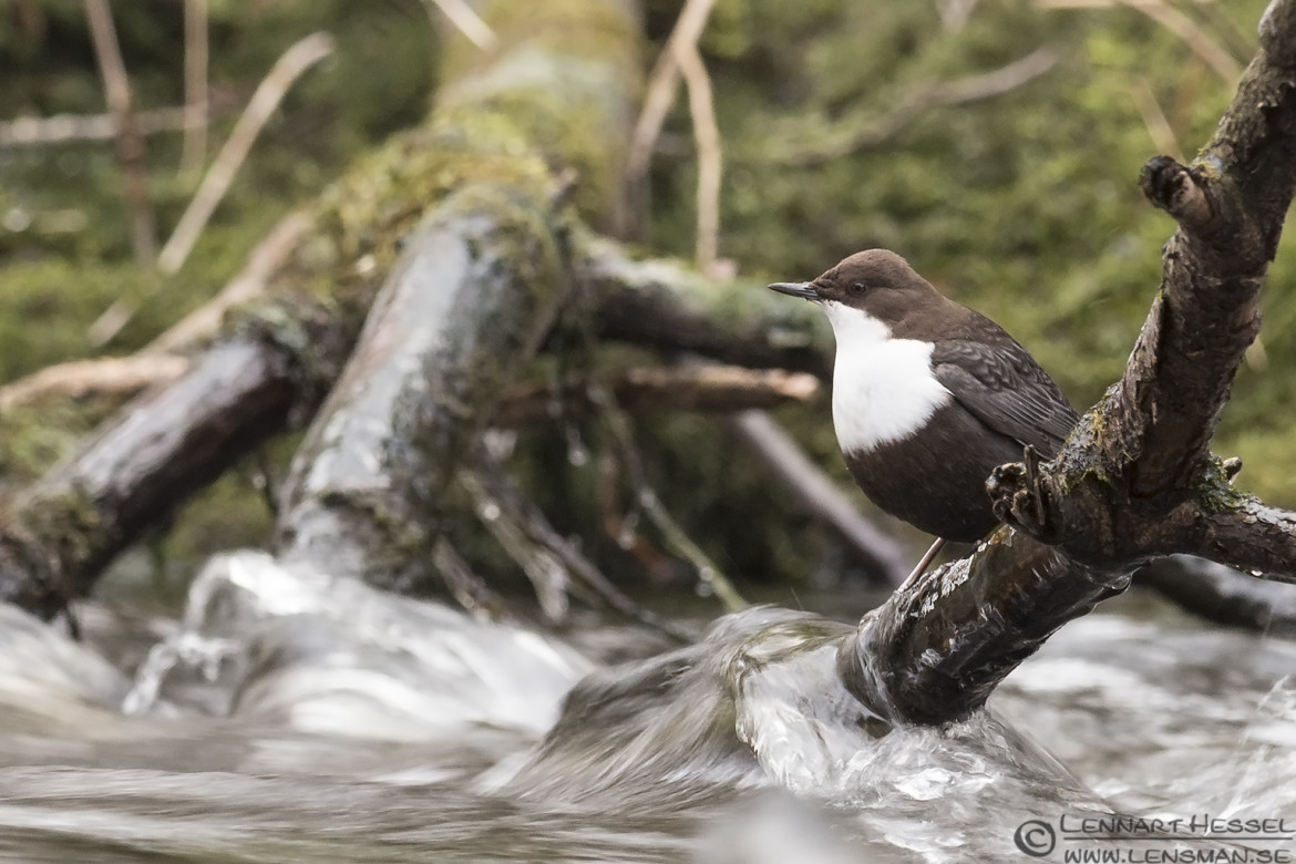 White-throated Dipper photo along Säveån