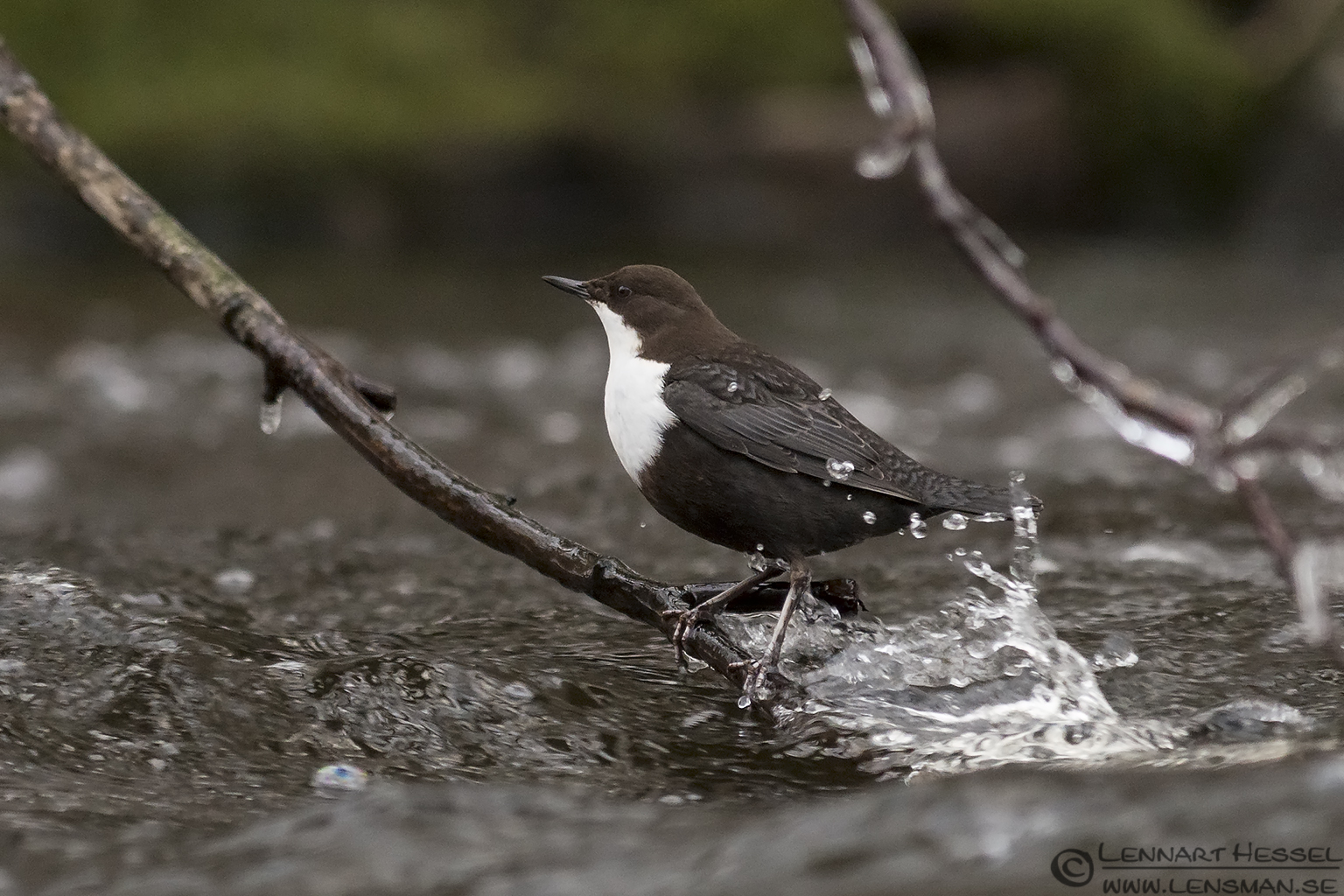 130112 White-throated Dipper splash White-throated Dipper along Säveån