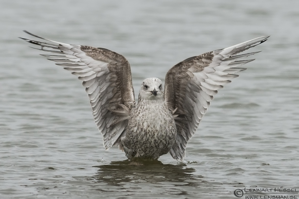 Juvenile European Herring Gull practice along Göta Älv wild bird