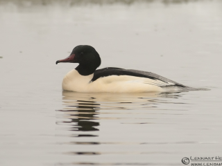 130127 Common Merganser Common Merganser Kingsfisher