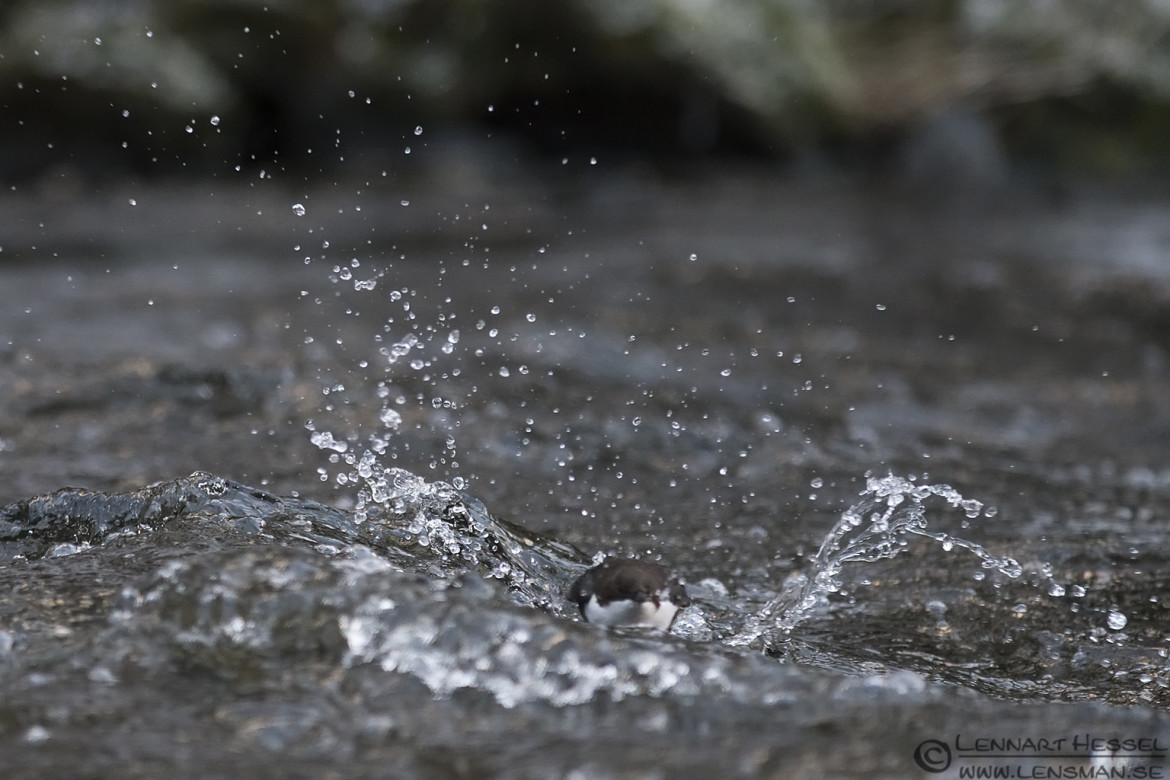 White-throated Dipper plunge Aspen