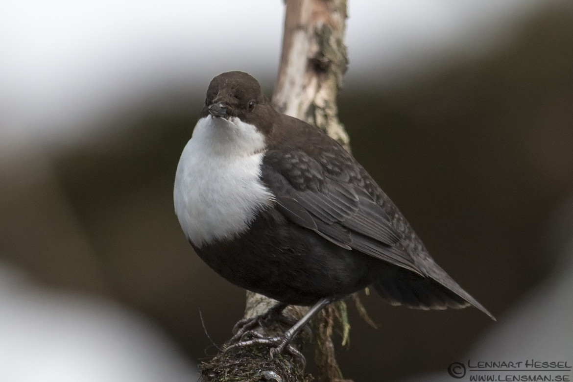 White-throated Dipper Aspen