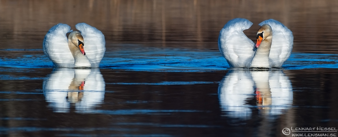 Mute Swans wild bird National Geographic
