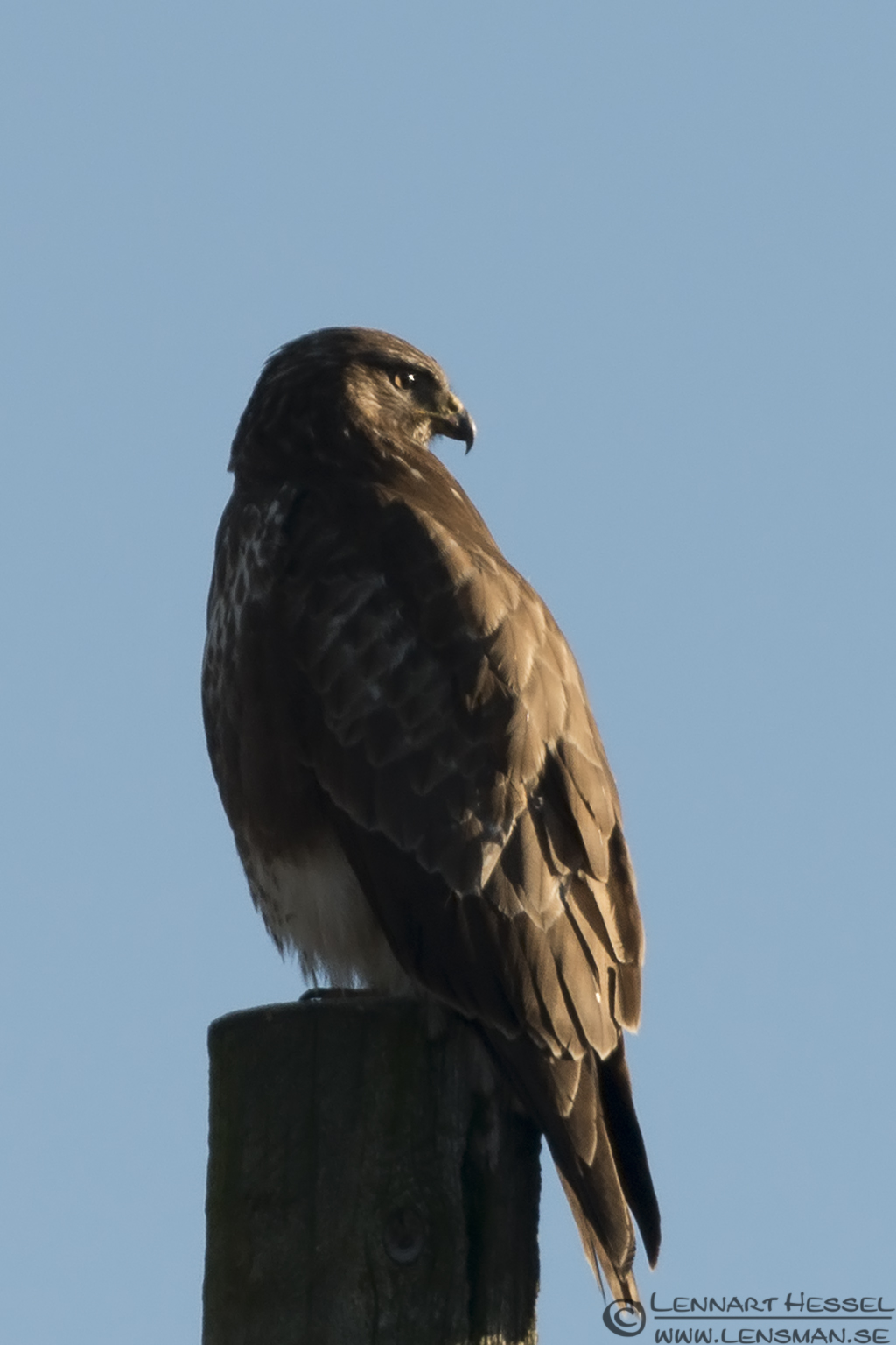 130202 Common Buzzard Common Buzzard lens test