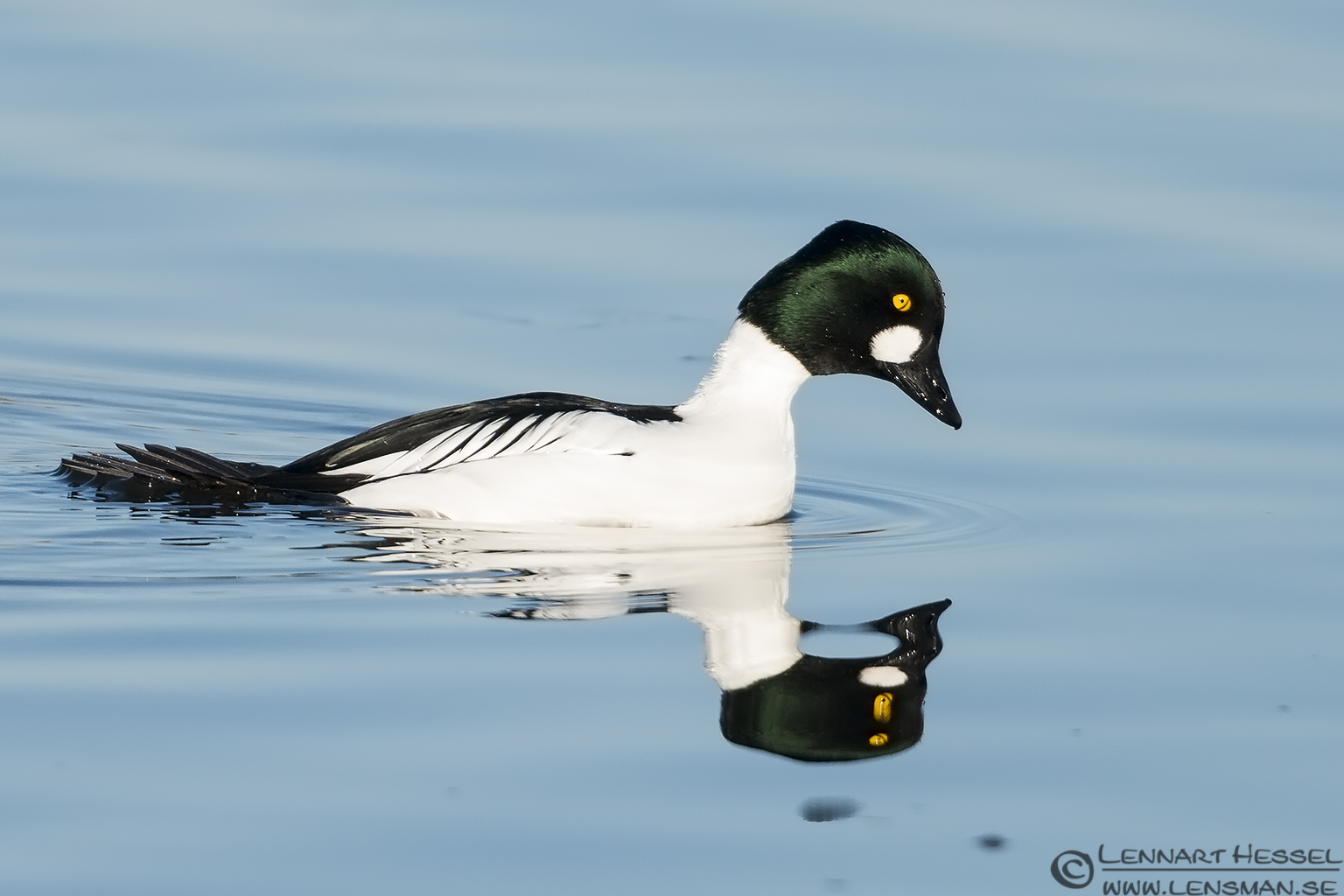 130202 Common Goldeneye dive Common Goldeneye diving lens test