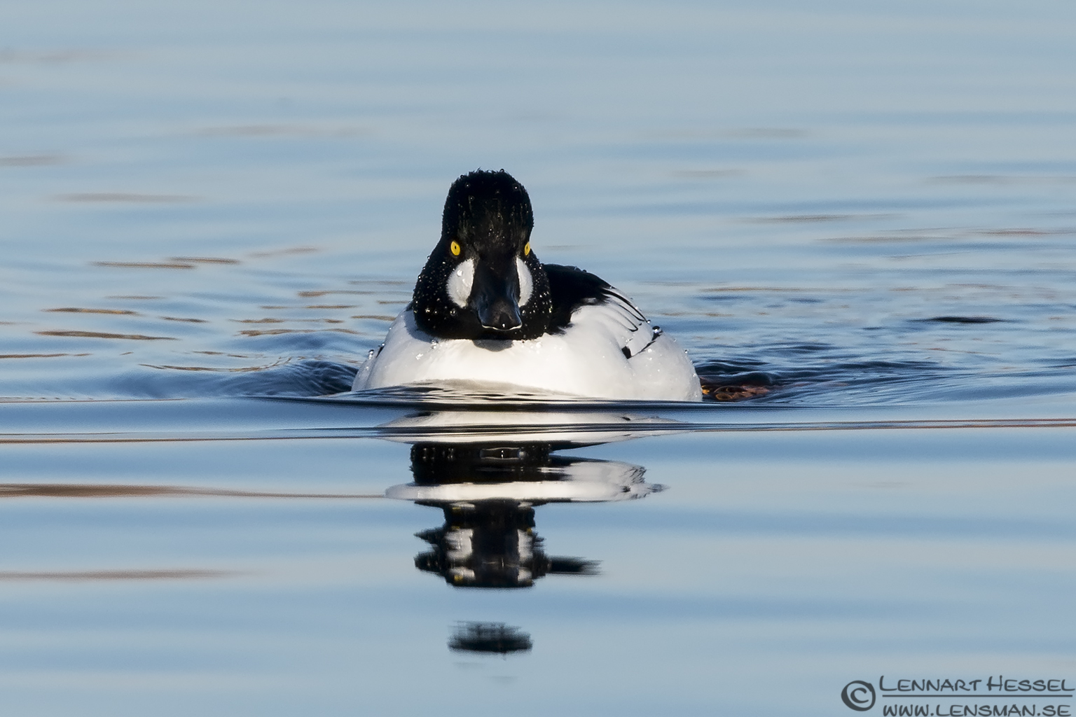 130202 Common Goldeneye Common Golden eye lens test