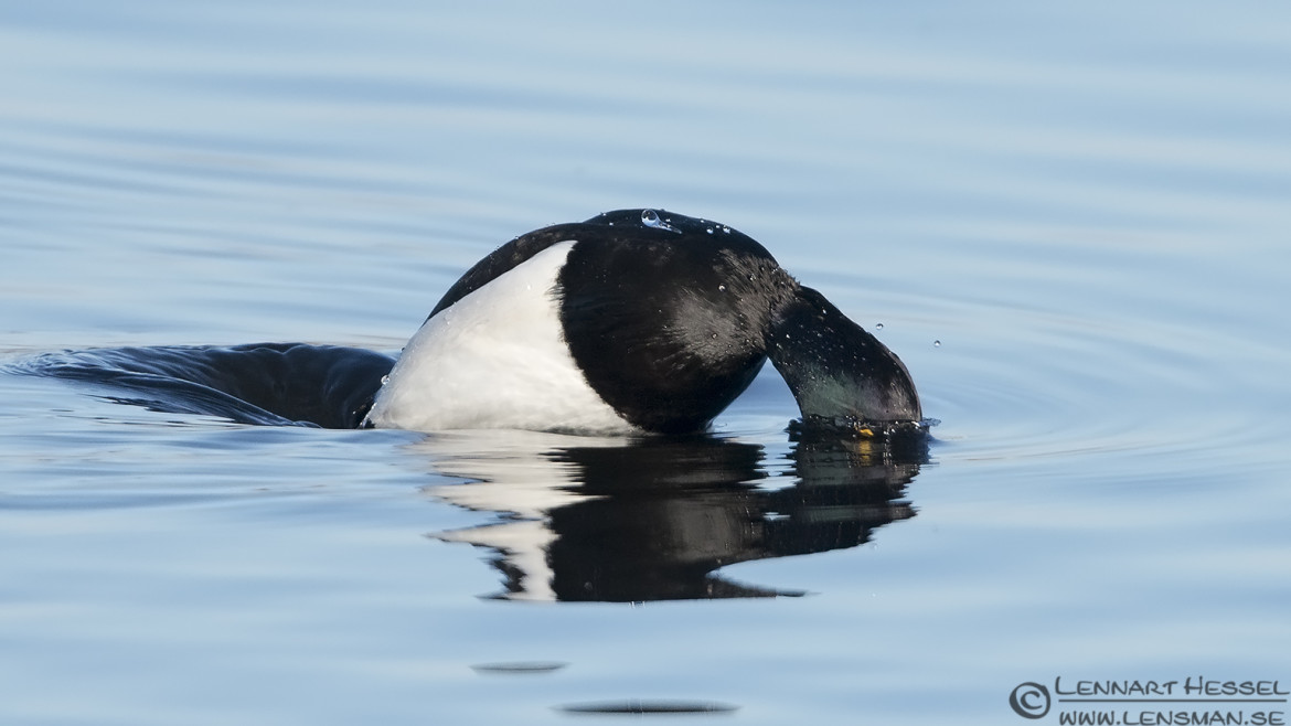 Tufted Duck diving lens test
