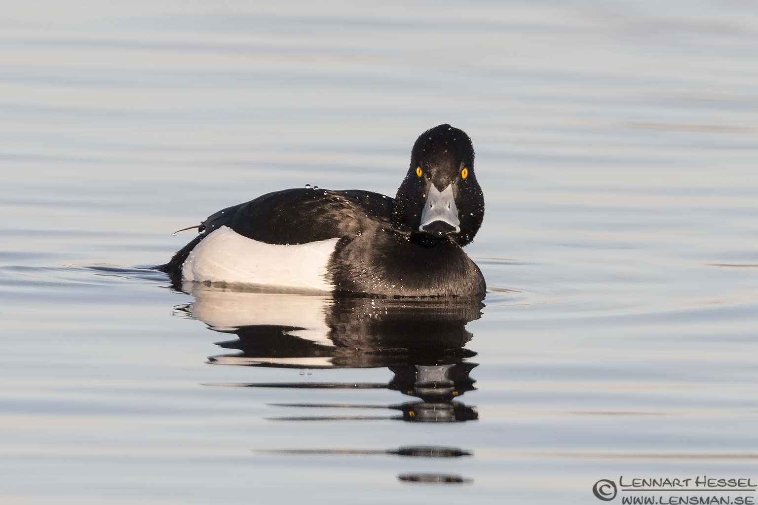 130202 Tufted Duck Tufted Duck lens test