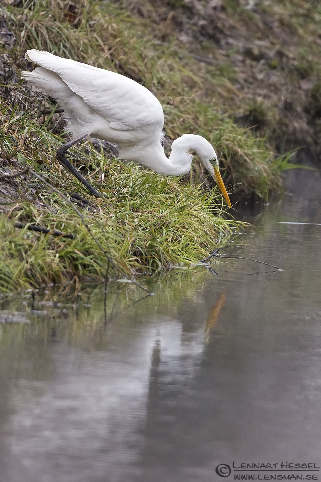 130204 Great White Egret strike pose Great White Egret in Hungary