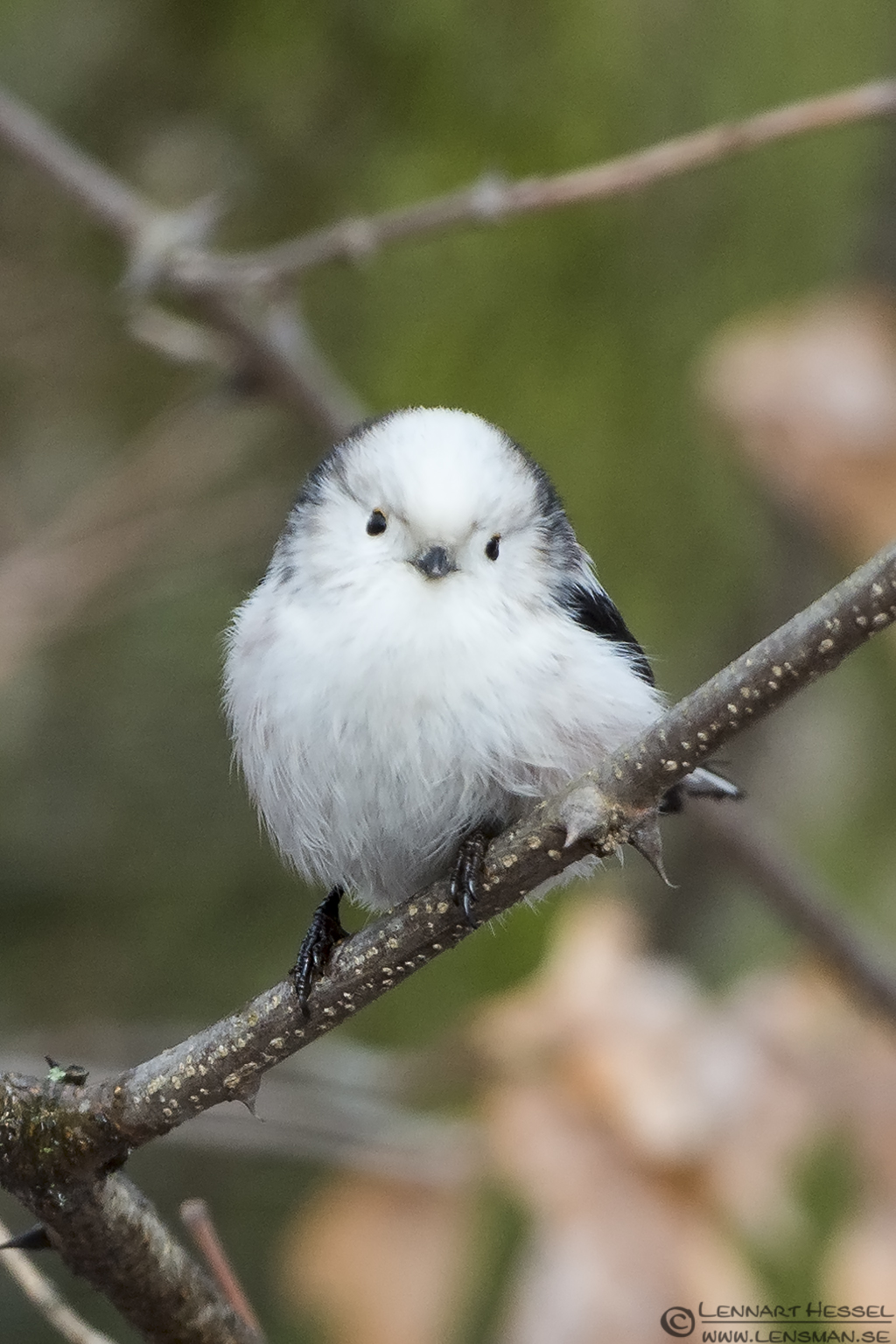 130204 Long-tailed Tit frontview Long-tailed Tit in Hungary