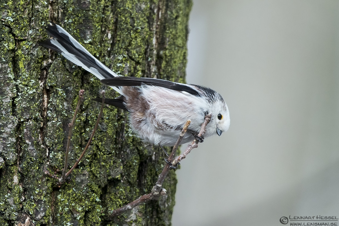 Long-tailed Tit in Hungary