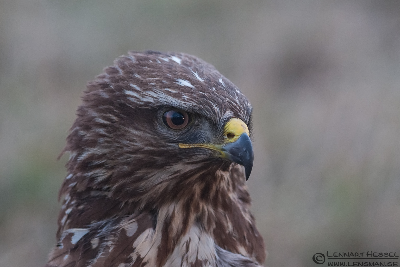 130205 Common Buzzard close up Common Buzzard closeup eagle
