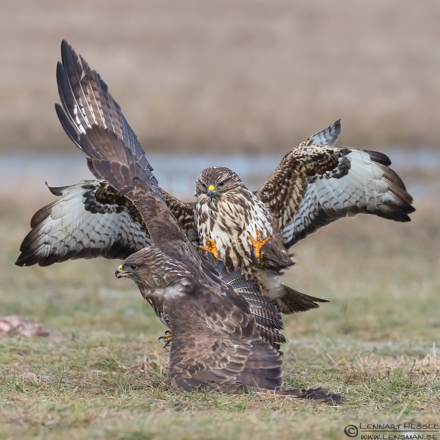 130205 Common Buzzard fight Common Buzzard fight eagle