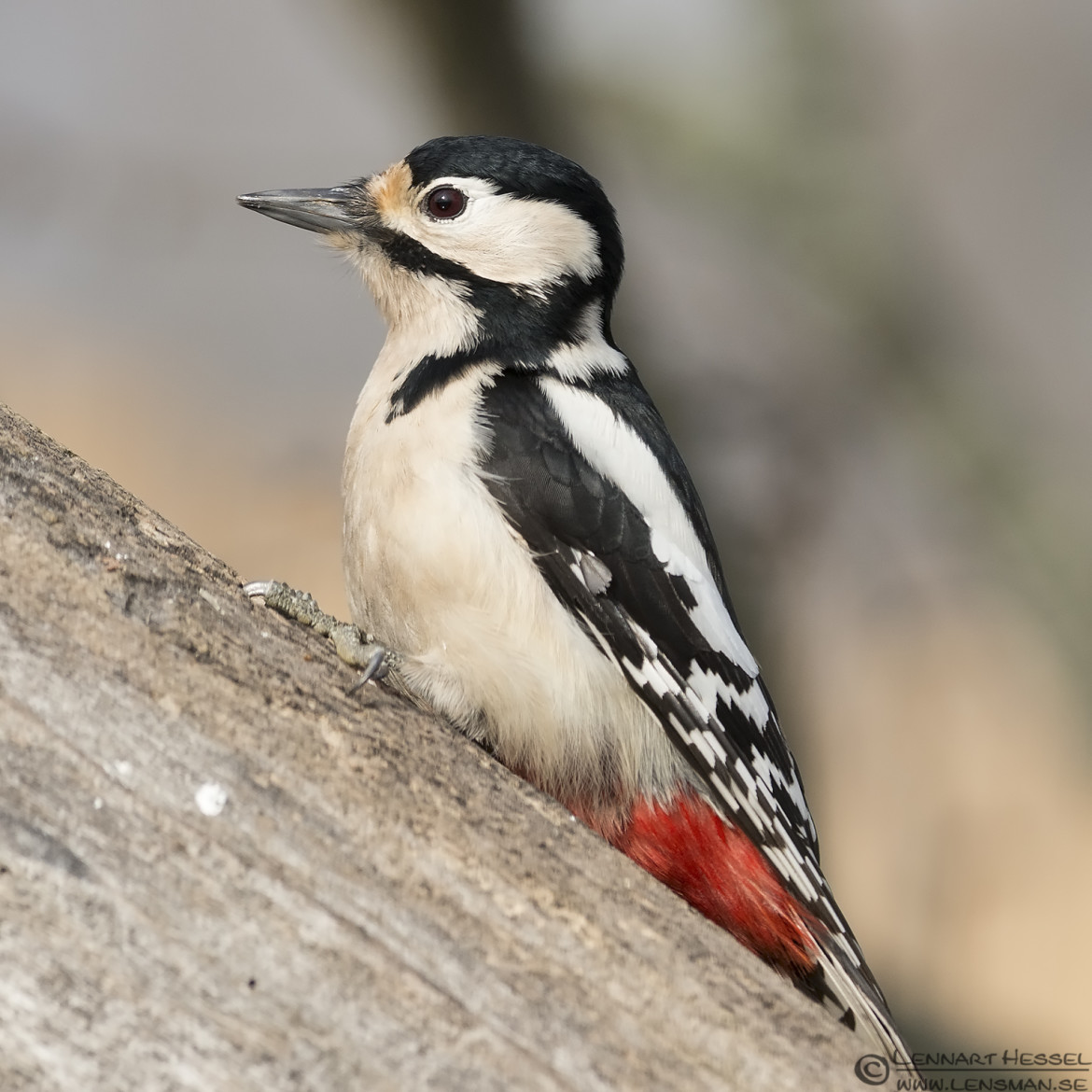 Great Spotted Woodpecker in Túrkeve wild bird