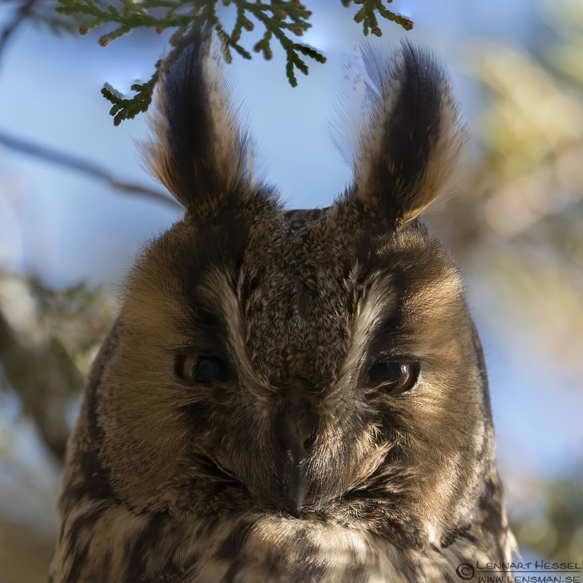 Long-eared Owl closeup in Túrkeve