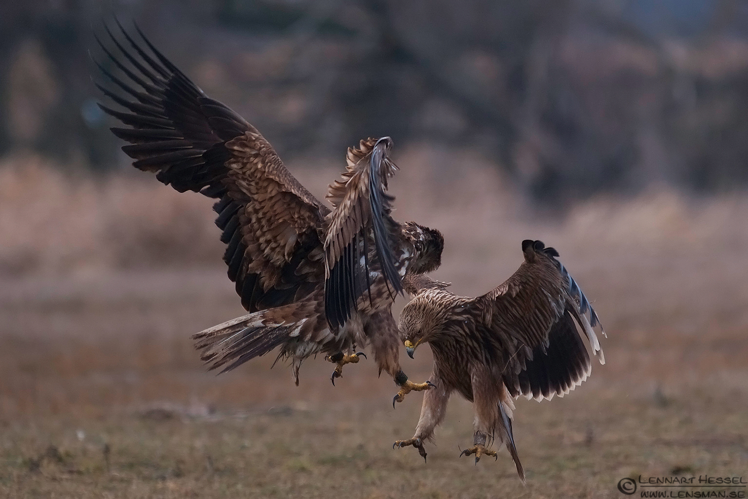 130207 Eagle fight Eagle fight