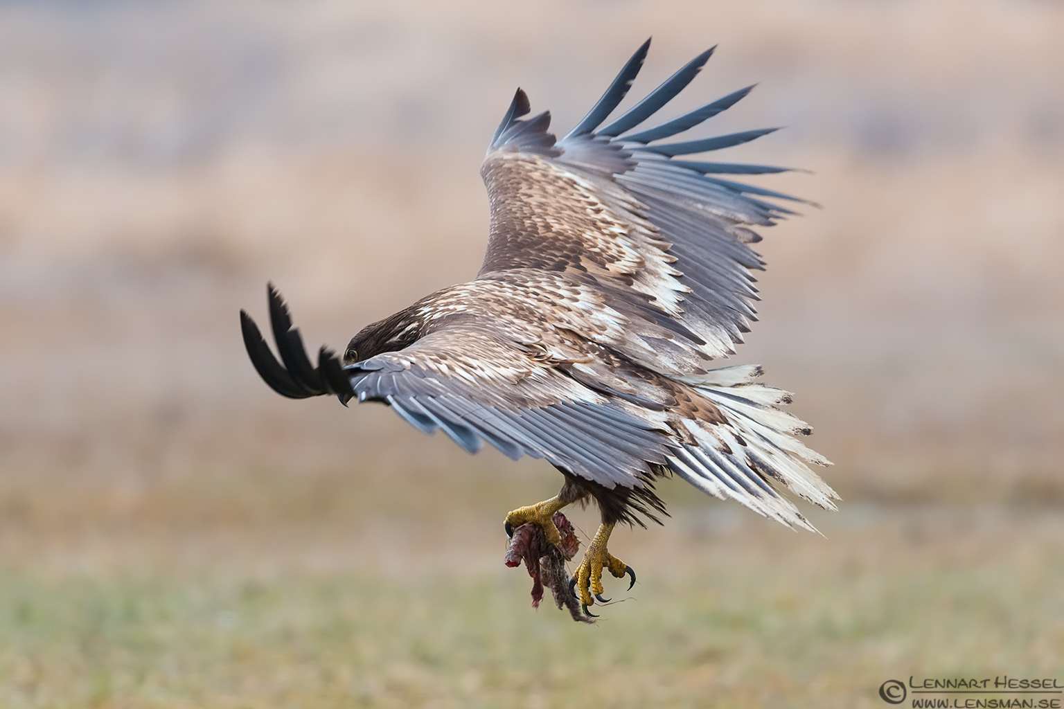 130207 White-tailed Eagle lifting White-Tailed Eagle 130207