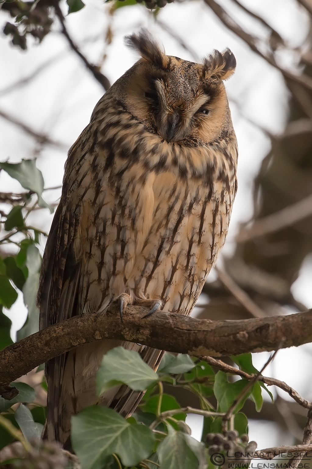 130204 Long-eared Owl profile Long-eared Owl in Hungary