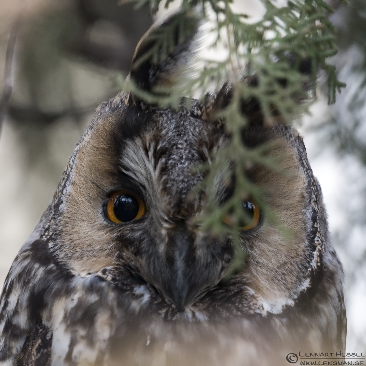 130204 Long-eared Owl Long-eared Owl in Hungary