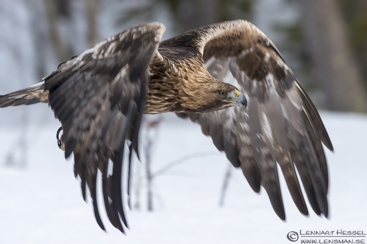 Flying Golden Eagle in Kalvträsk